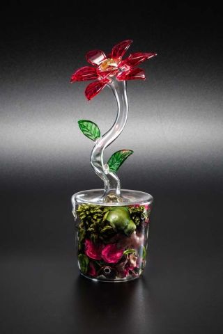 STELLA CON POTPOURRI